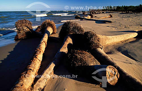  Toras e raízes de árvores - Ilha do Cabeço - Rio São Francisco - Sergipe - Brasil  - Brejo Grande - Sergipe - Brasil