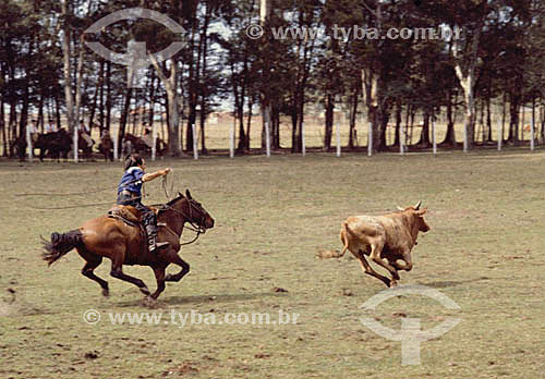  Vaquejada - Vaqueiro à cavalo e novilho na prova de laço comprido 