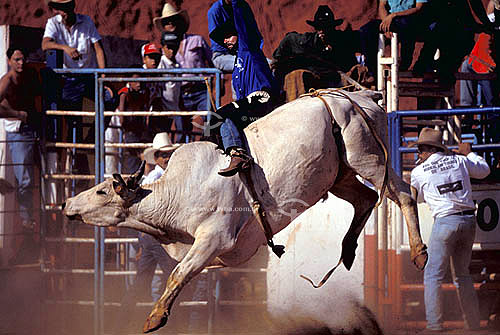  Vaqueiros e touro na Festa do Peão Boiadeiro - Barretos - SP - Brasil - 1991.  - Barretos - São Paulo - Brasil