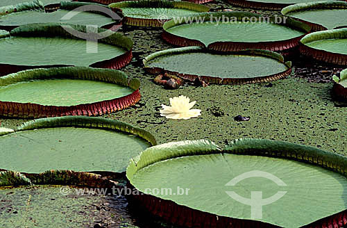  (Victoria amazonica) Vitória Regia - Amazônia - Brasil  - Amazonas - Brasil