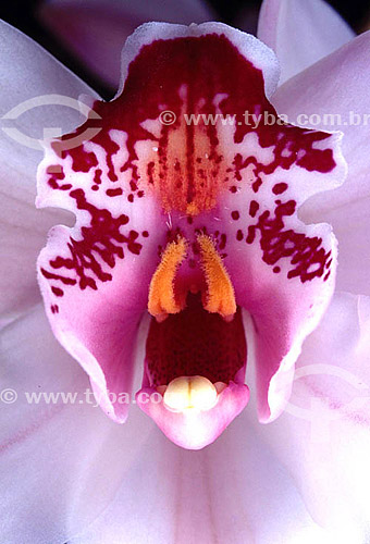 (Hibrido Cymbidium) - Orquídea 