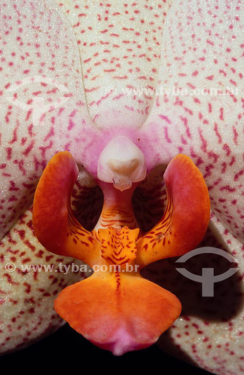  (Phalaenopsis) - Orquídea 