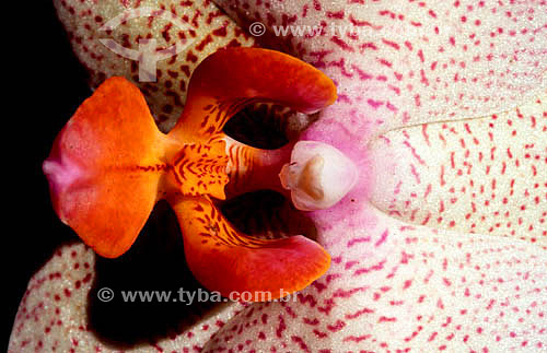  Close-up de uma Orquídea - flor 