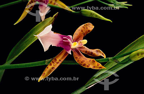  Orquídea - flor 