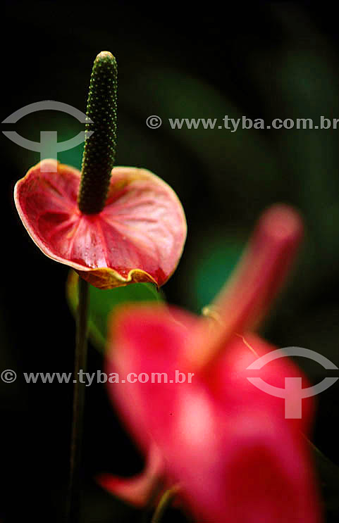  (Anthurium sp.) - Antúrio - flor 