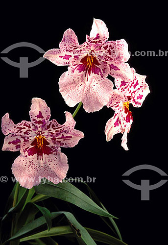 Orquídea 