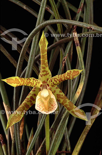  (Scuticaria adwenii) - Orquídea 