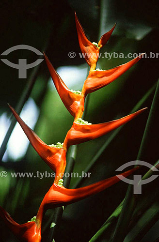  Flor Bico-de-papagaio (Heliconia sp.) 
