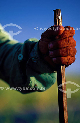  Mão de um caçador sertanejo - Caraubina - Laranjeiras - Sergipe - Brasil  - Laranjeiras - Sergipe - Brasil