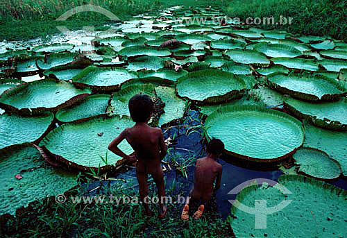  Assunto: Crianças em frente à lago com Vitórias-Régia (Victoria amazonica) / Local: Amazônia (AM) - Brasil 