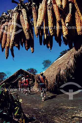  Indios e espigas de milho secando ao sol - Amazônia - Brasil 