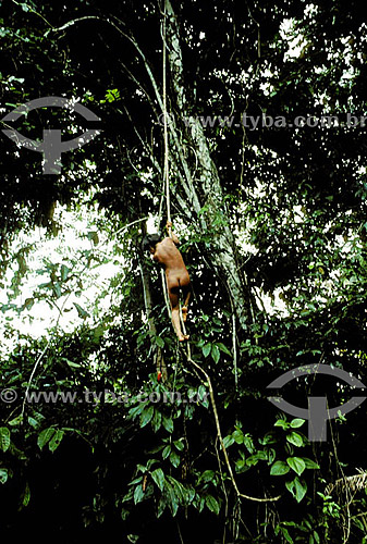  Pequeno Índio Ianomami brincando de se pendurar em uma árvore, 1990 