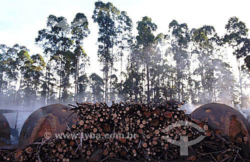 Lenha para uso em fornos de carvão, um dos fatores de destruição das matas no Brasil - Vale do Jequitinhonha - MG - Brasil  - Minas Gerais - Brasil
