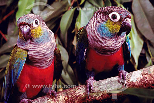  (Pyrrhura perlata rhodogaster or Pyrrhura perlata perlata) (Sclater) - Tiriba-de-barriga-vermelha - dupla ou casal de pássaros - Amazônia - Brasil 