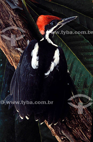  (Dryocopus lineatus) - Pica-pau-de banda-branca - Amazônia - Brasil 