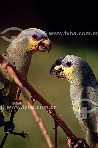  (Amazona autumnalis) - Papagaio Diadema - Amazônia - Brasil 