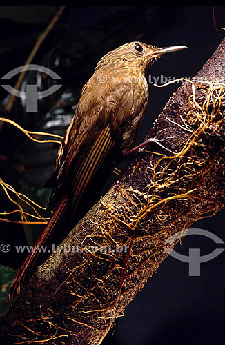  (Deconychura stictolaema) - Subideira de peito pintalgado - Amazônia - Brasil 