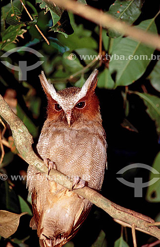   Ave - Pássaro - (Lophostrix cristata) - Coruja de Topete - Amazônia - Brasil 