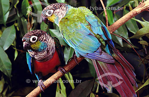  (Pyrrhura perlata rhodogaster or Pyrrhura perlata perlata) (Sclater) - Tiriba-de-barriga-vermelha - dupla ou casal de pássaros - Amazônia - Brasil  