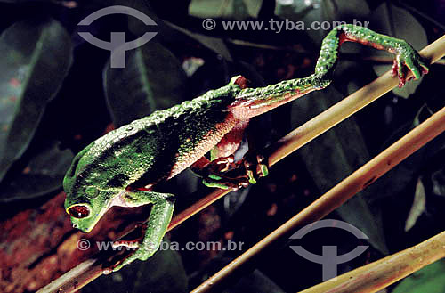  (Phyllomedusa tarsius) - perereca - Amazônia - Brasil 
