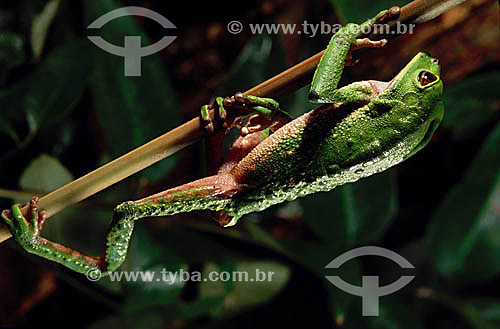  (Phyllomedusa bicolor) Sapo Verde - Amazônia - Brasil 
