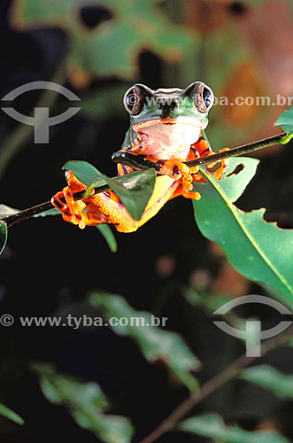  (Phyllomedusa tomopterna) - sapo - Floresta Amazônica - Brasil 