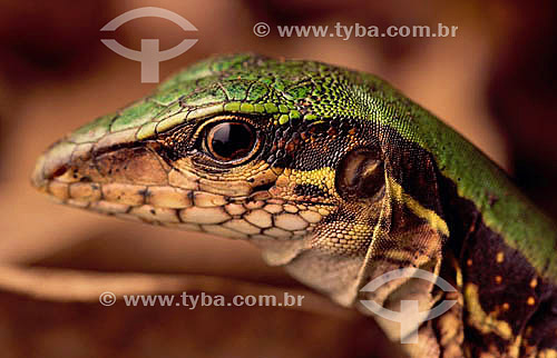  (Cnemidophorus humeralifen) - lagarto - Amazônia - Brasil 