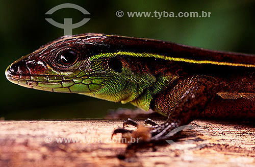  (Kentropyx calcarata) - lagarto - Amazônia - Brasil 