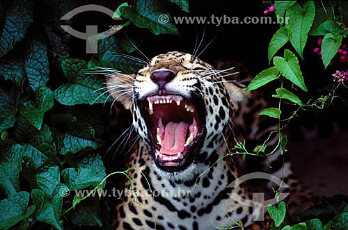  (Panthera onca) Onça-pintada ou jaguar - Amazônia - Brasil 