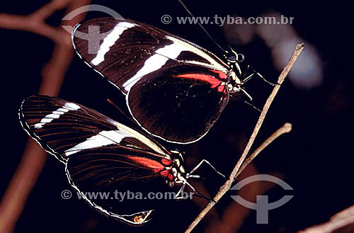  (Heliconius antiochus) - borboleta - Amazônia - Brasil 