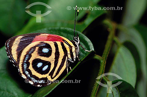  Animais- insetos (Paulograma peristera) - borboleta - Amazônia - Brasil 