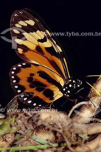  Animais - Insetos - (Lycorea pasinuntia) - borboleta - Amazônia - Brasil 