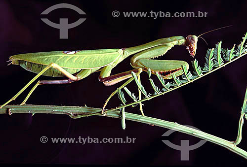  Animais - Insetos - (Mantis religiosa) Louva-a-Deus - Amazônia - Brasil 
