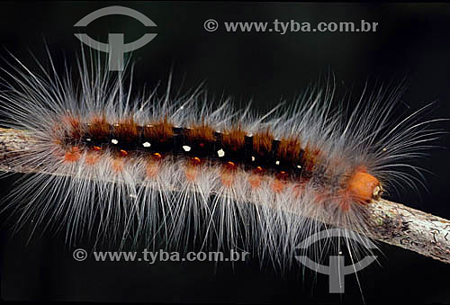  (Arctiidae caterpillar) - lagarta - Amazônia - Brasil 