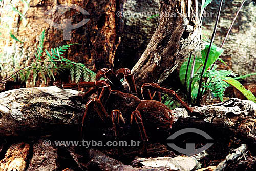  Animais - (Theraphosidae) - aranha - Amazônia - Brasil 