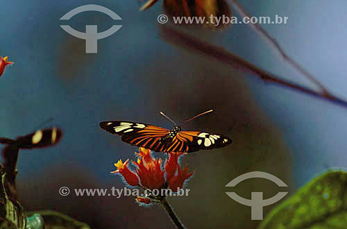  Borboleta sobre flor vermelha e amarela - Amazônia - Brasil 