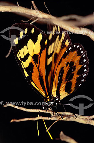  (Lycorea pasinuntia) - borboleta sobre galho - Amazônia - Brasil 
