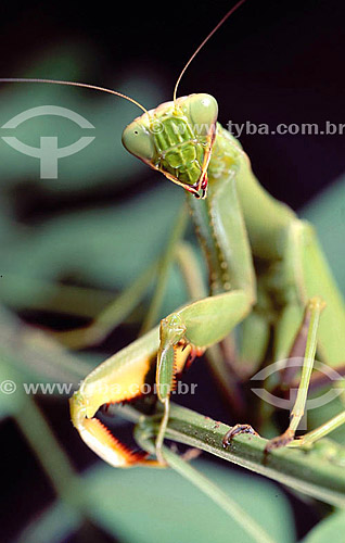  (Mantis religiosa) Louva-a-Deus - detalhes das patas e cabeça - Amazônia - Brasil 