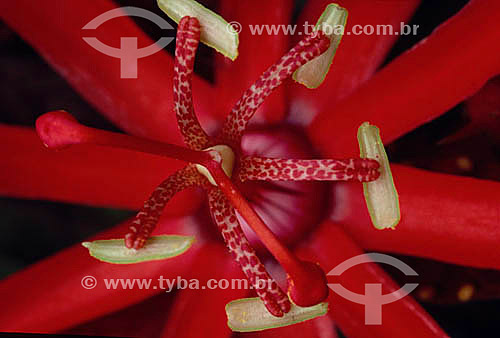  (Passiflora sp) Flor de maracujá-do-mato - Amazônia - Brasil 