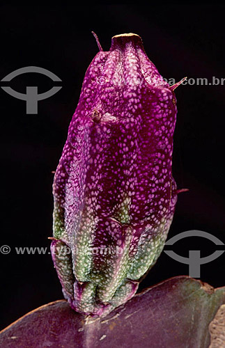 (Epiphyllum) - cactus - close-up - Amazônia - Brasil 