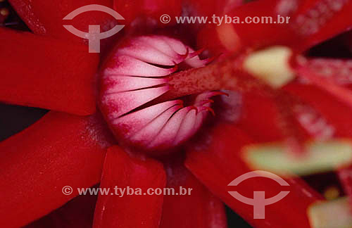 (Passiflora sp) Flor de maracujá-do-mato - Close-up - Amazônia - Brasil 