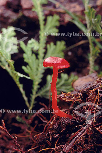  Cogumelo vermelho - Amazônia - Brasil 