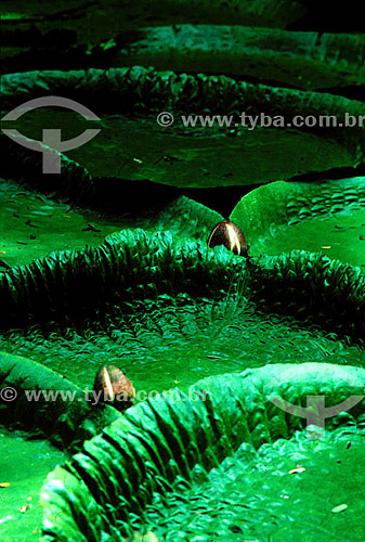  Assunto: Vitória-Régia (Victoria amazonica) / Local: Amazônia (AM) - Brasil 