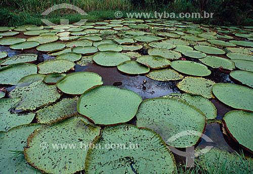  Assunto: Vitória-Régia (Victoria amazonica) / Local: Amazônia (AM) - Brasil 