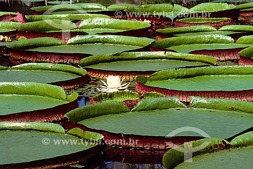  Assunto: Vitória-Régia (Victoria amazonica) / Local: Amazônia (AM) - Brasil 