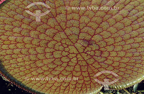  Assunto: Close-up em uma Vitória-Régia (Victoria amazonica) / Local: Amazônia (AM) - Brasil 