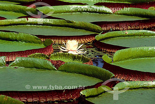  Assunto: Vitória-Régia (Victoria amazonica) / Local: Amazônia (AM) - Brasil 