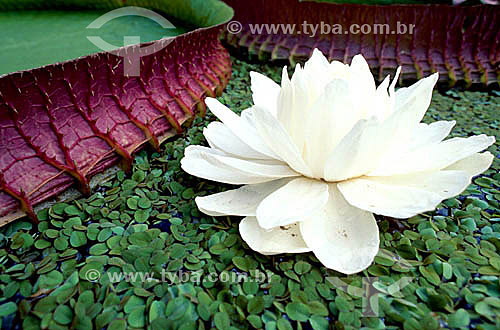  Assunto: Detalhe da flor da Vitória-Régia (Victoria amazonica) / Local: Amazônia (AM) - Brasil 