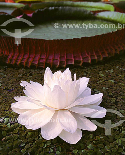  Assunto: Detalhe da flor da Vitória-Régia (Victoria amazonica) / Local: Amazônia (AM) - Brasil 