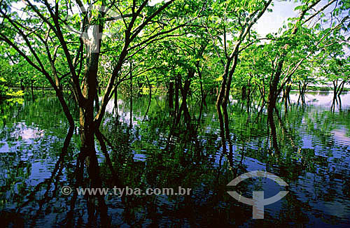  Igapó - floresta alagada - Parque Nacional do Jaú  - Amazônia - AM - (julho de 2001)   - Jaú - Amazonas - Brasil